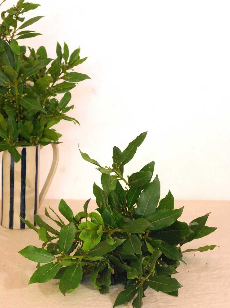 Immagine di Alloro €/mazzo