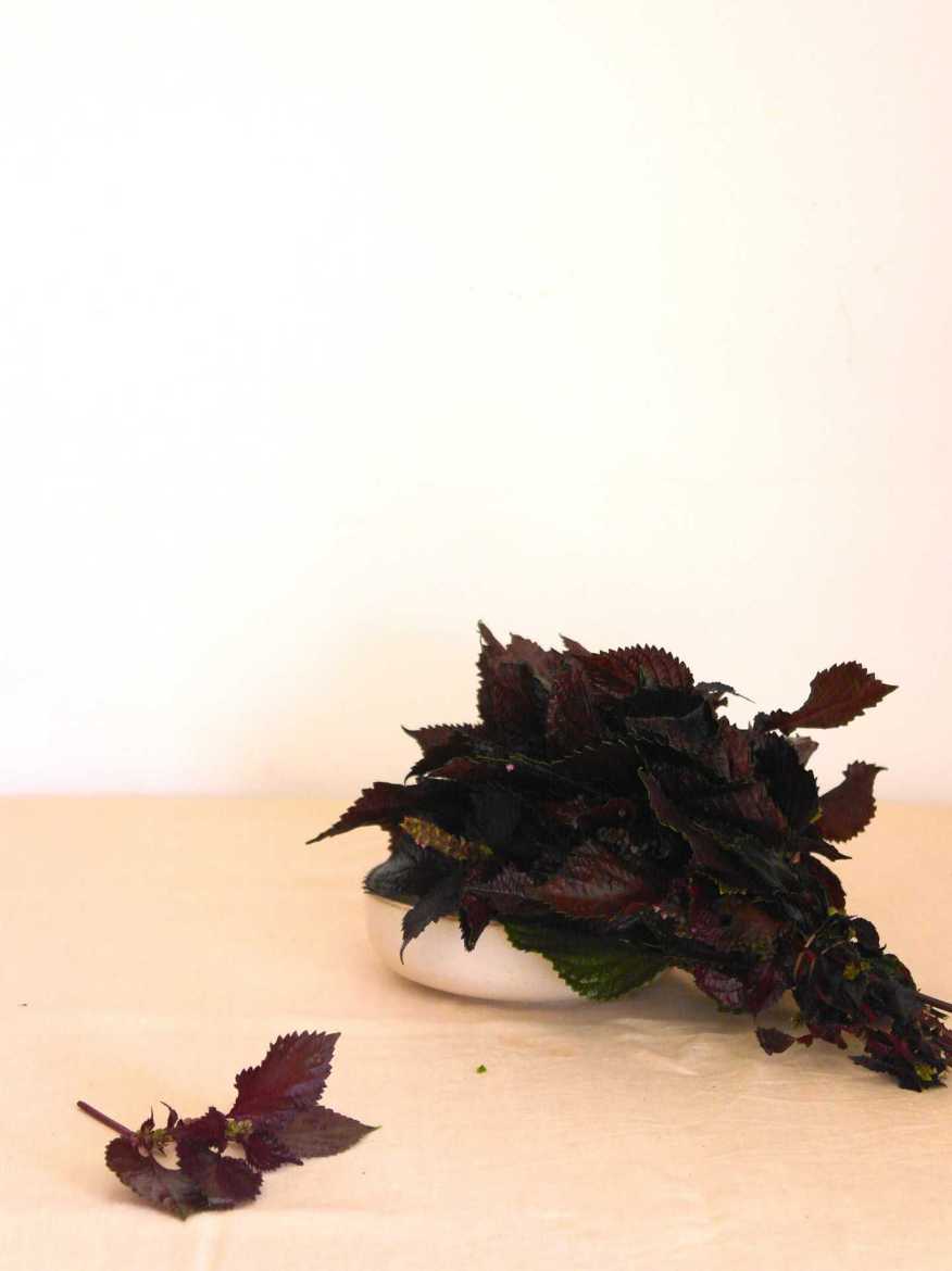 Immagine di Shiso €/mazzo