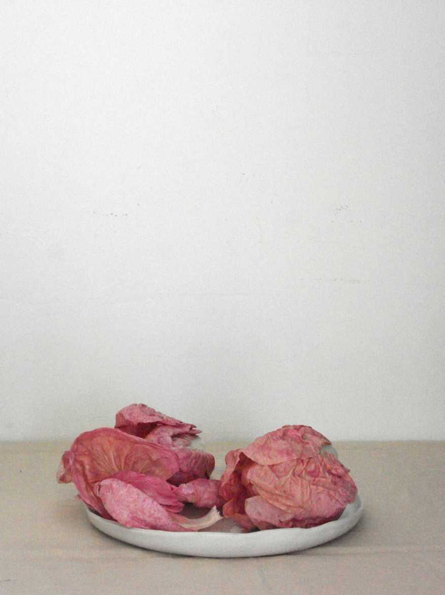 Immagine di Cicoria Rosa