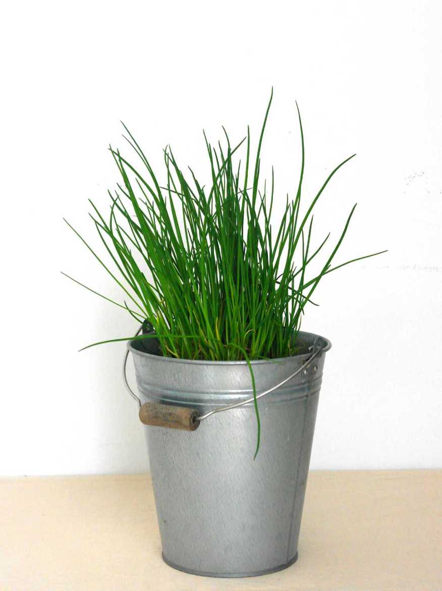 Immagine di ERBA CIPOLLINA Vaso 14